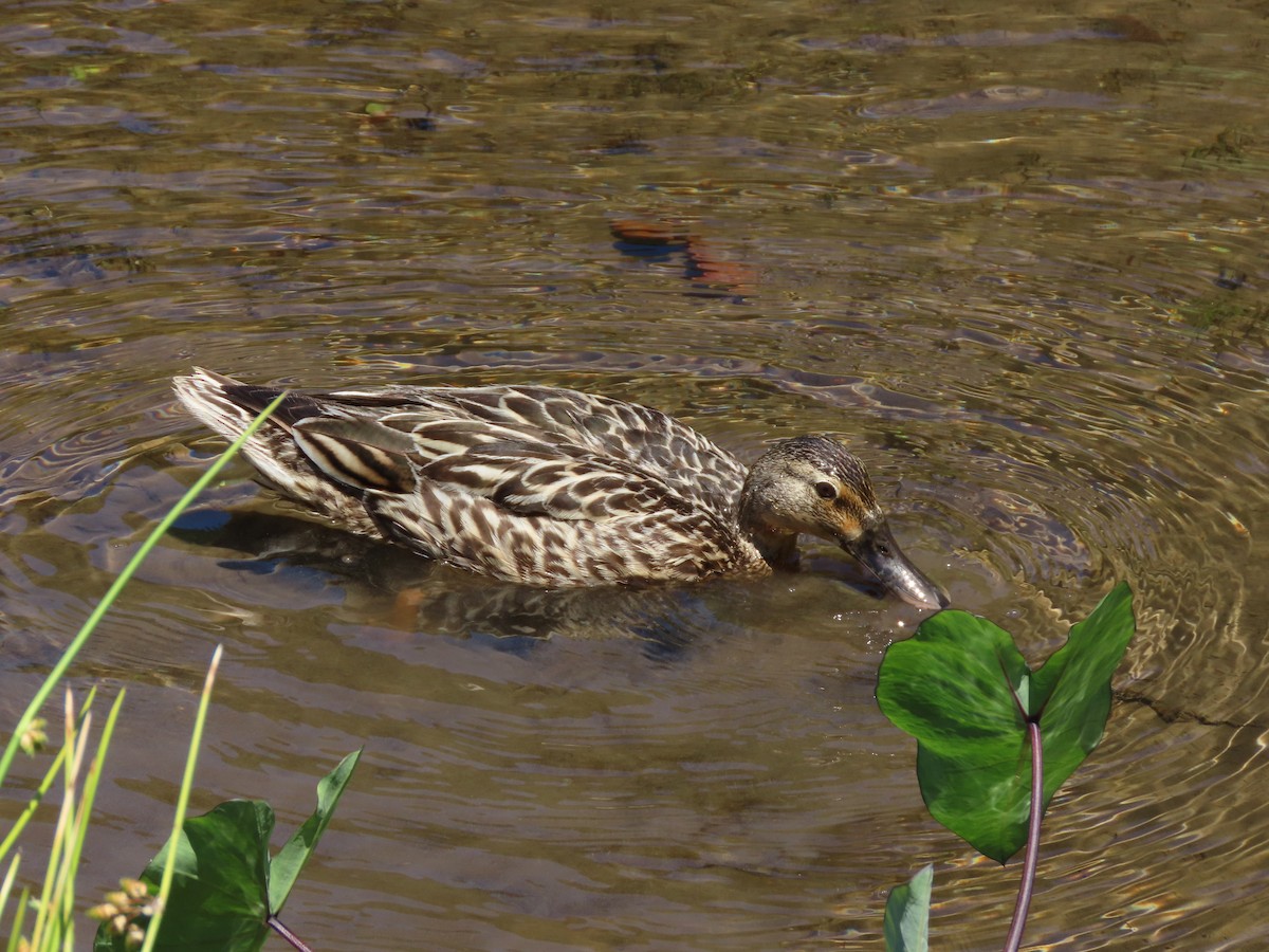 Hawaiian Duck - ML637782755