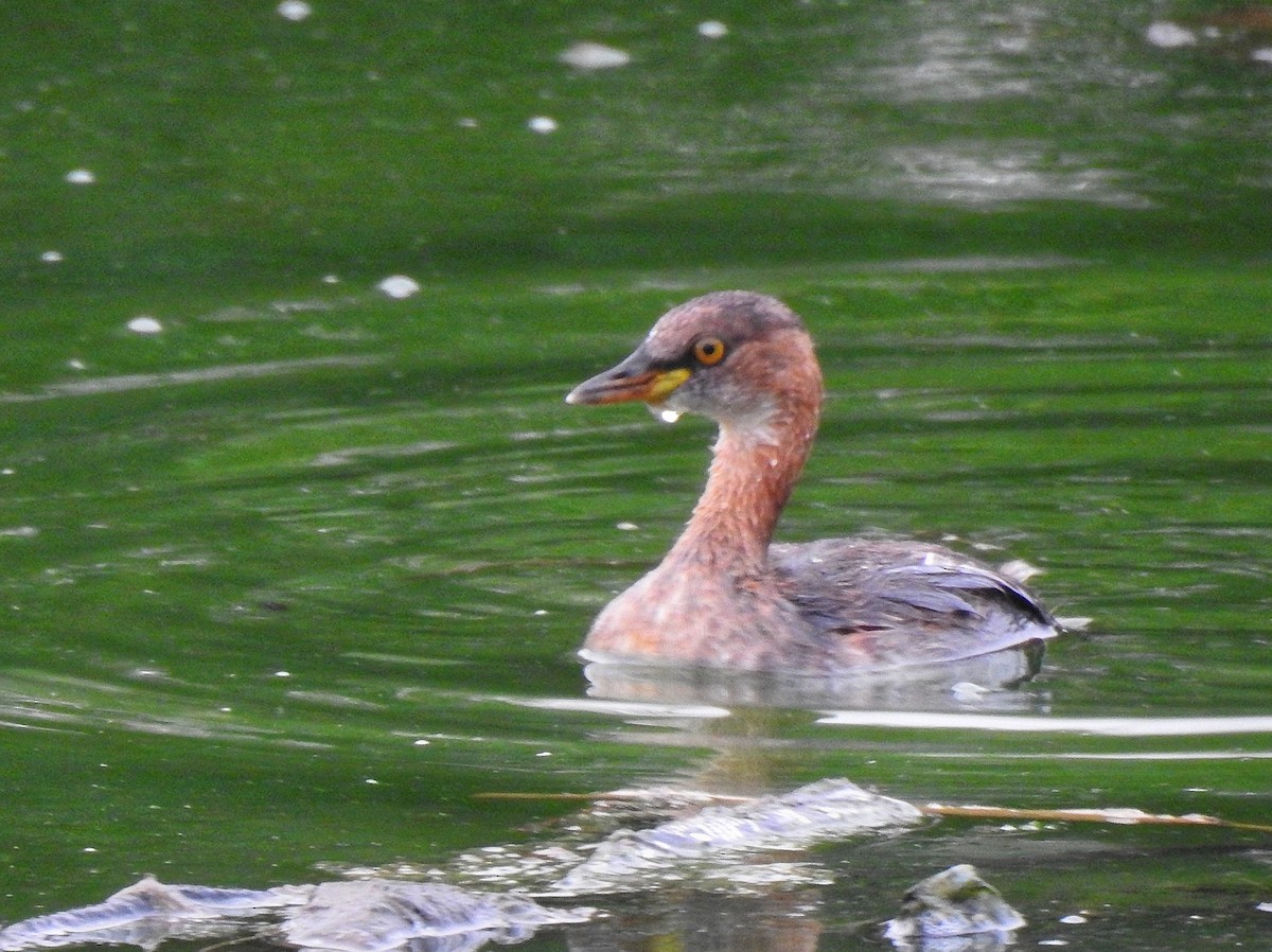 Little Grebe - ML637782758