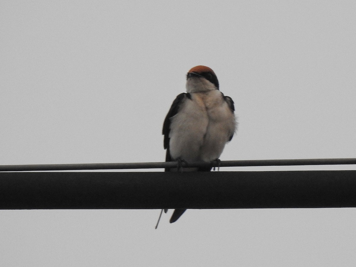 Wire-tailed Swallow - ML637782764