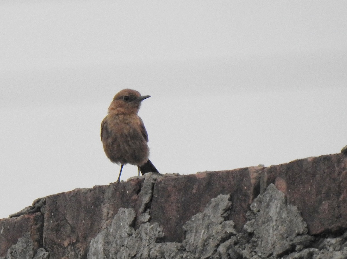 Brown Rock Chat - ML637782775