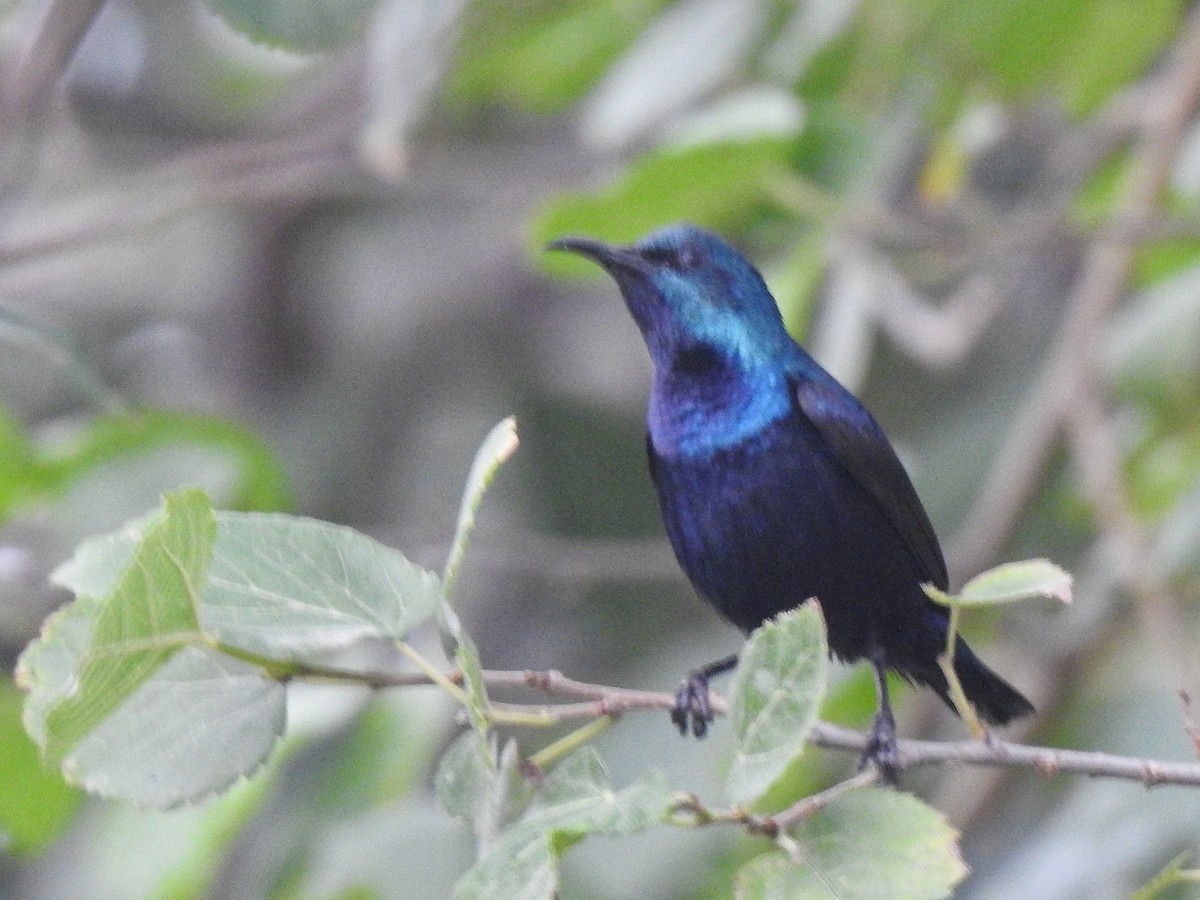 Purple Sunbird - ML637782781