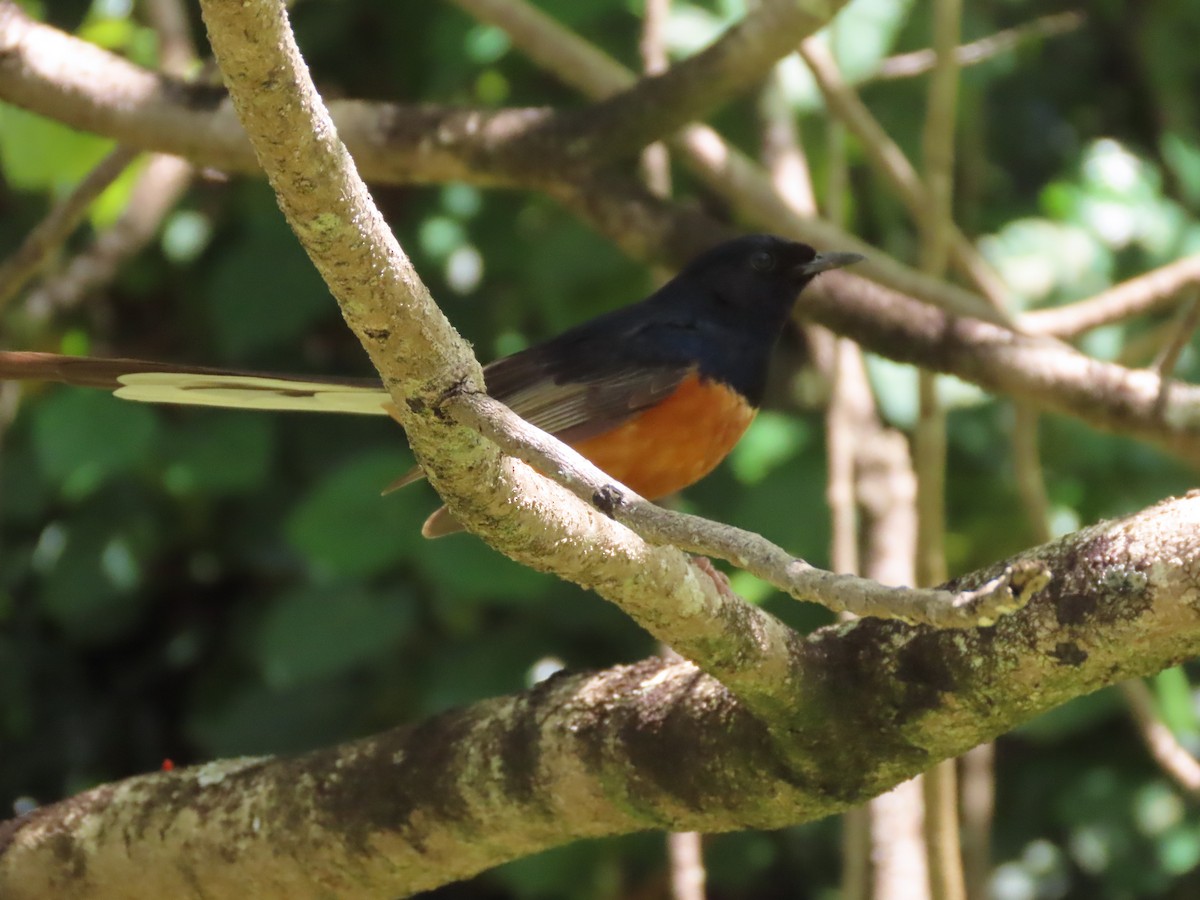 White-rumped Shama - ML637782791