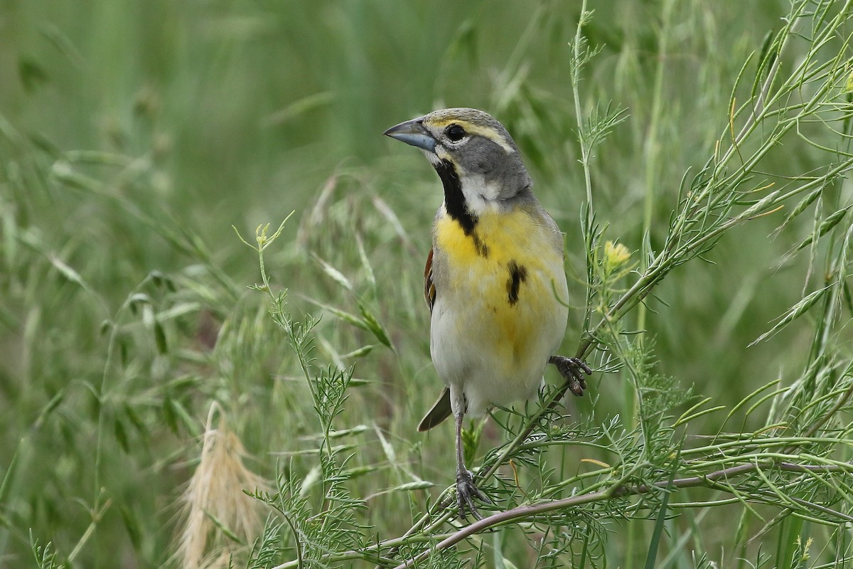 Dickcissel - ML637782796