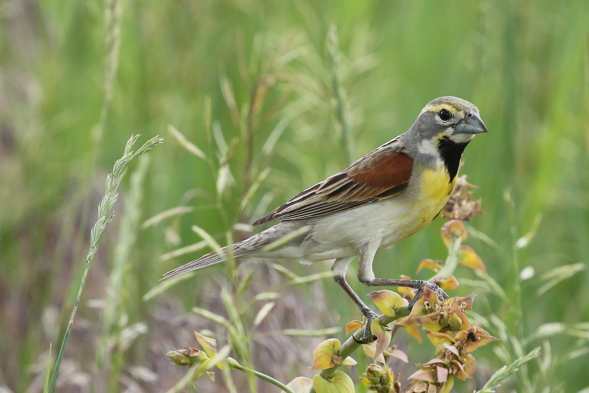 Dickcissel - ML637782815