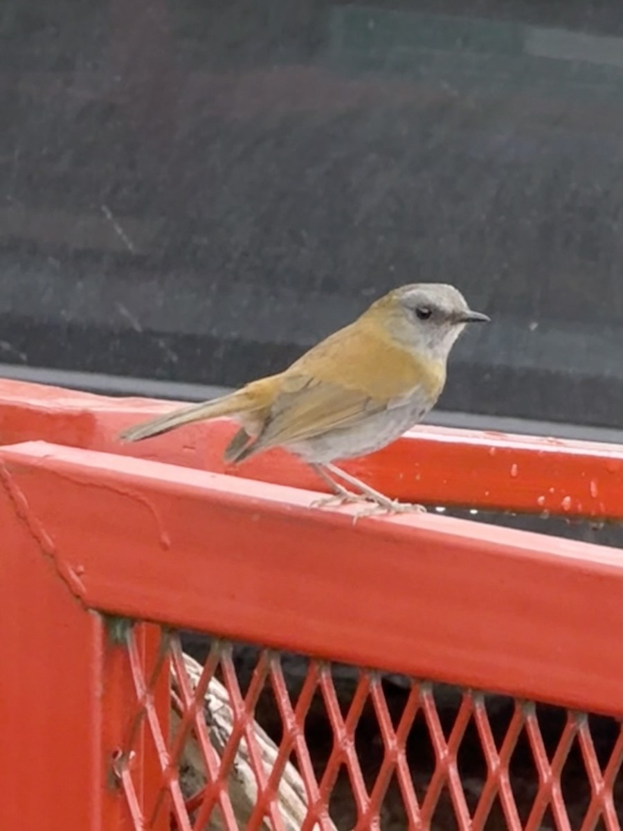 Black-billed Nightingale-Thrush - ML637782825