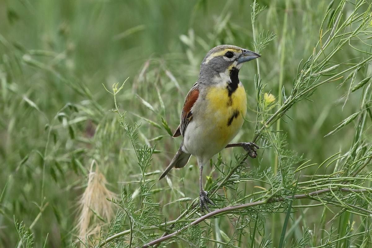 Dickcissel - ML637782828