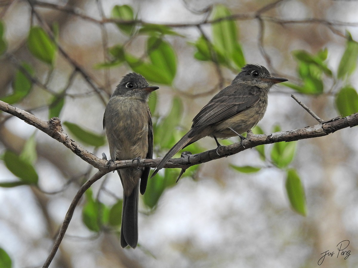 Cuban Pewee - ML637782848