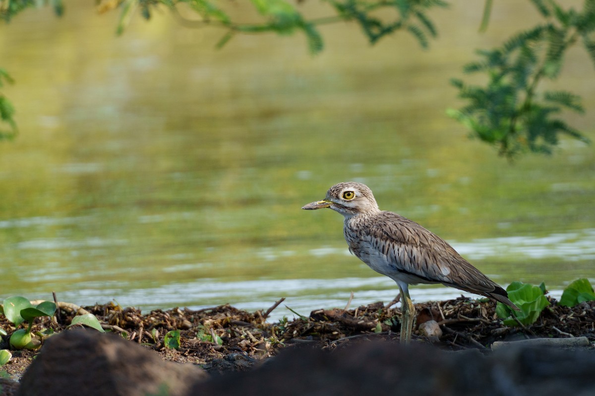 Senegal Thick-knee - ML637782883