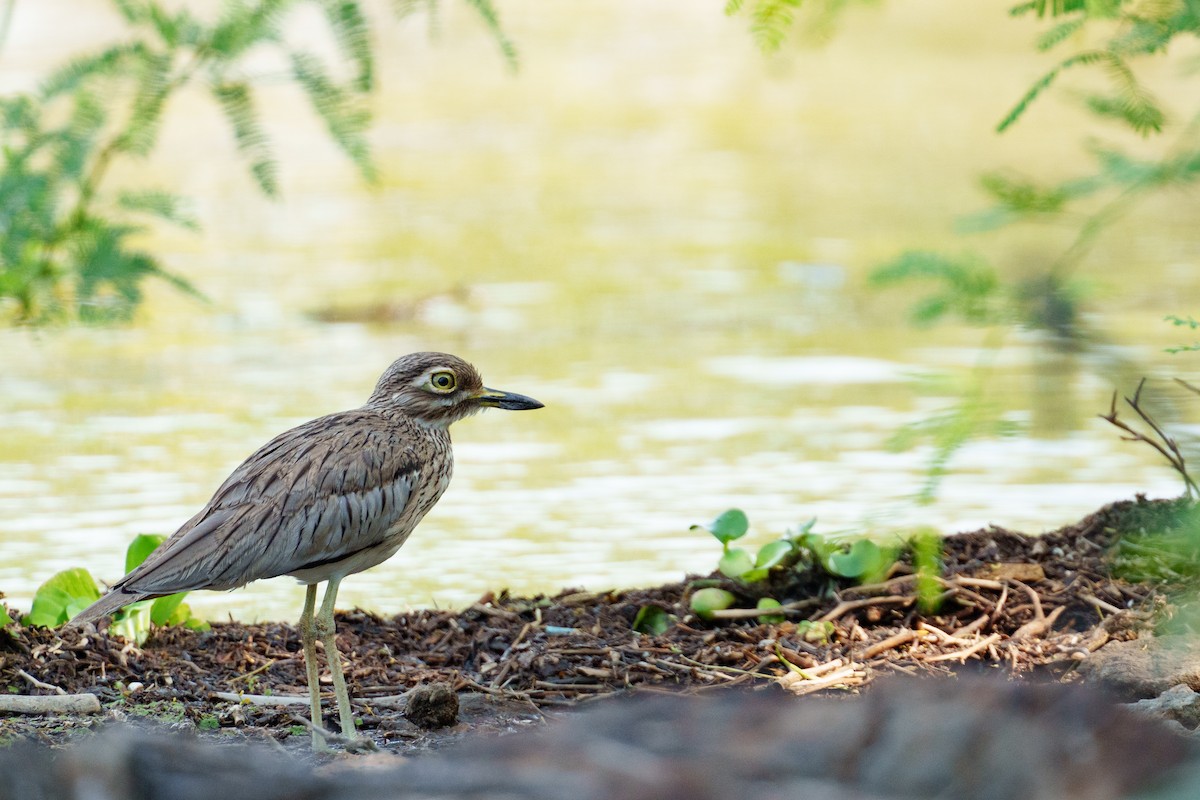 Senegal Thick-knee - ML637782884