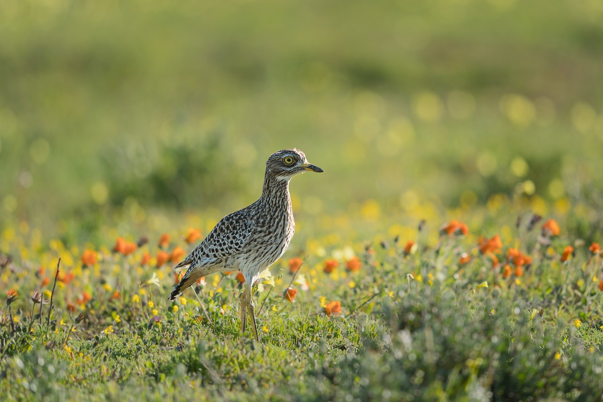 Spotted Thick-knee - ML637782885