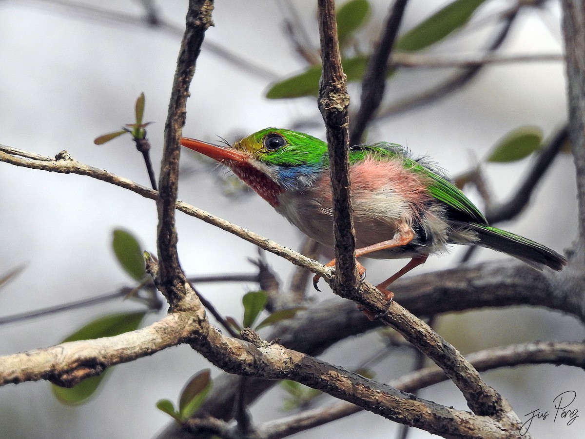 Cuban Tody - ML637782887