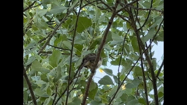 Willow Flycatcher (Southwestern) - ML637782922