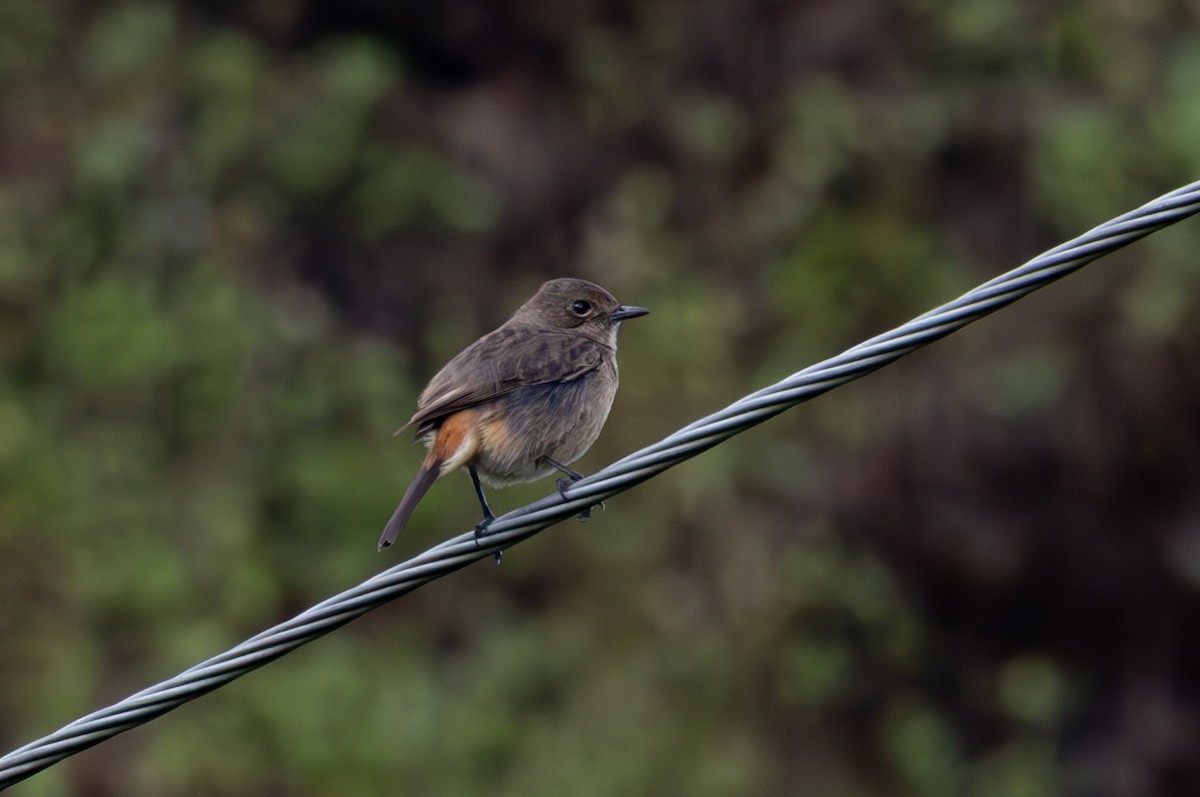 Pied Bushchat - ML637782923