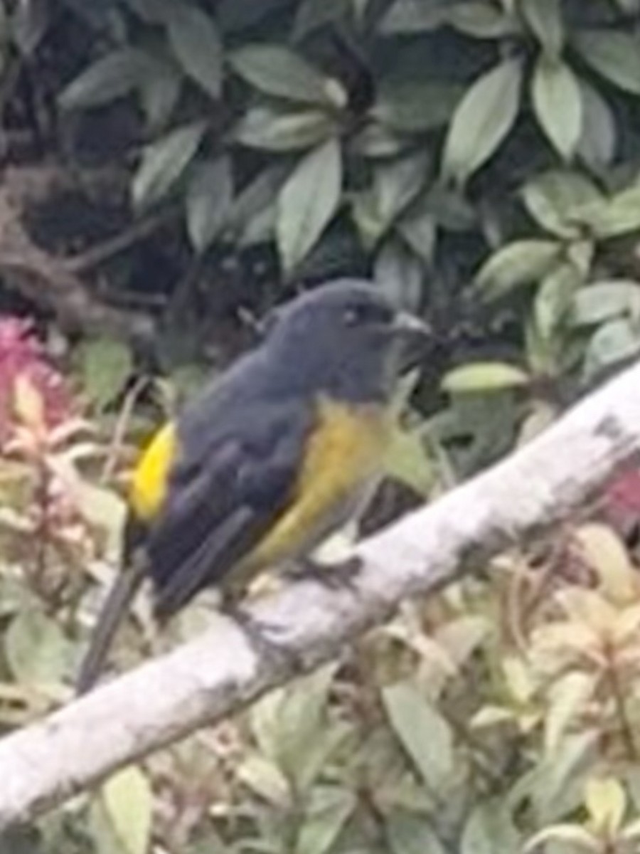 Black-and-yellow Silky-flycatcher - ML637782989