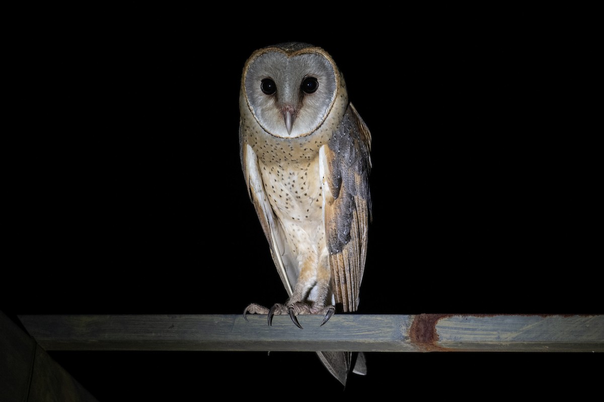 Eastern Barn Owl - ML637783059