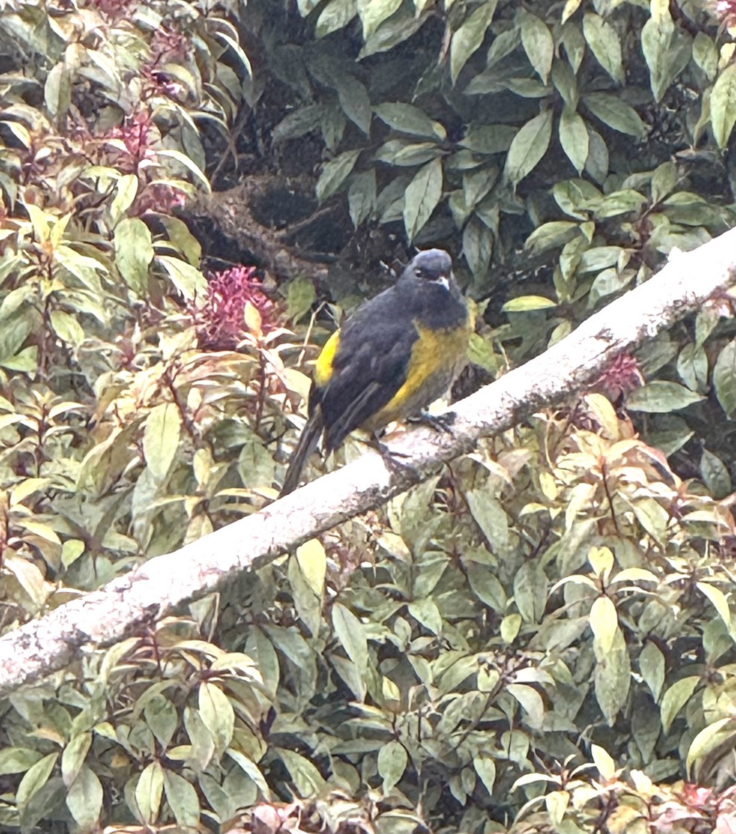 Black-and-yellow Silky-flycatcher - ML637783071