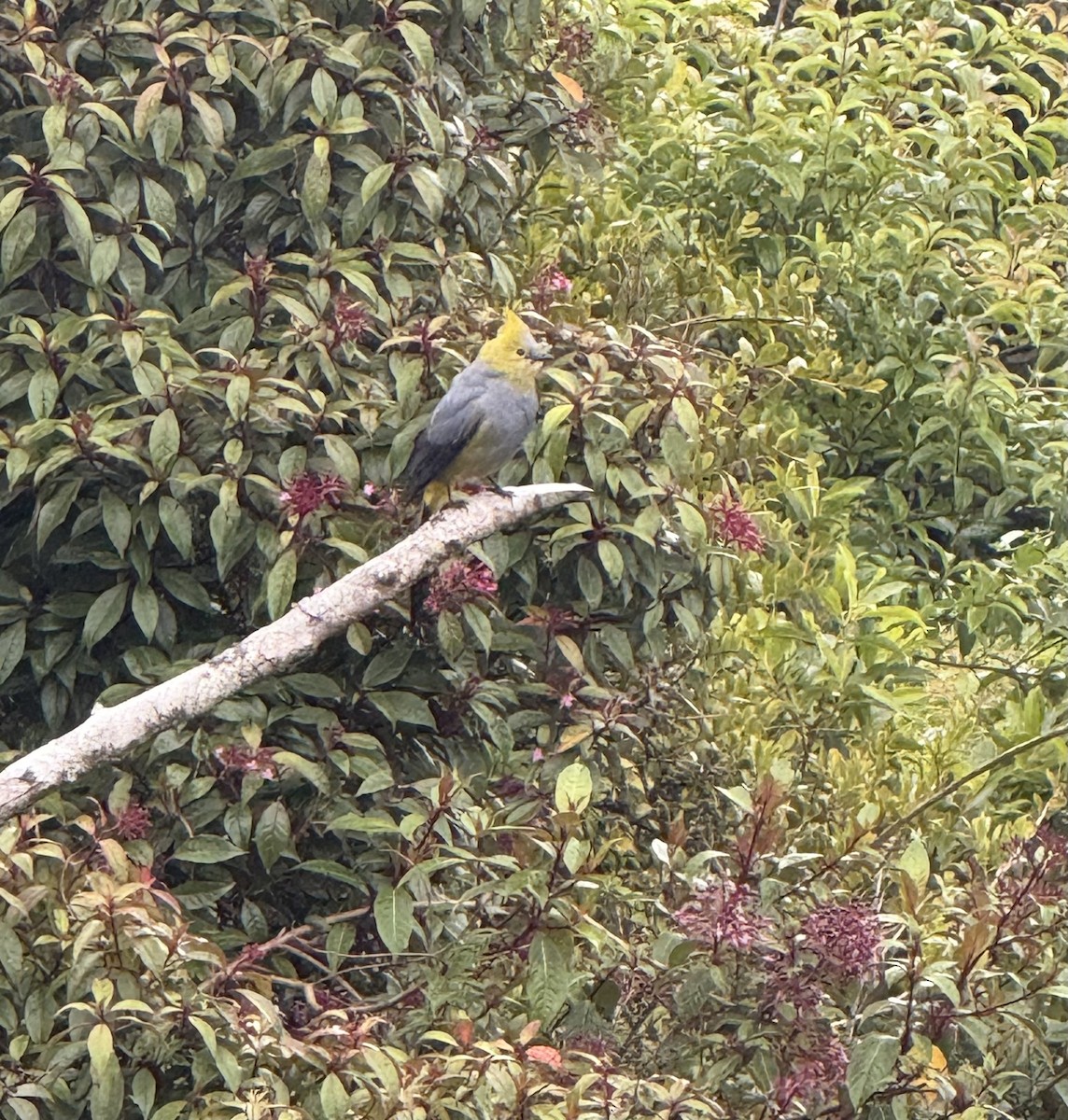 Long-tailed Silky-flycatcher - ML637783091
