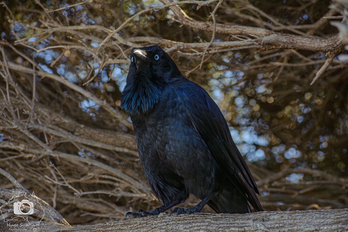 Australian Raven - ML637783093