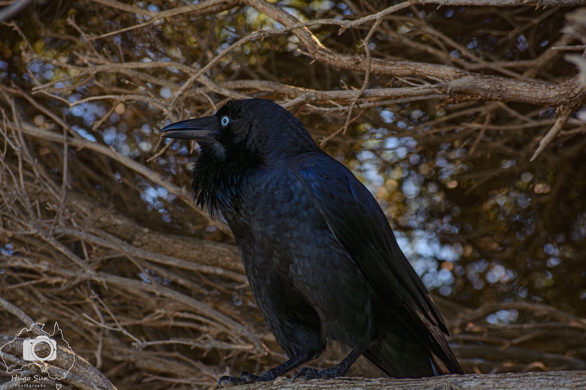 Australian Raven - ML637783094