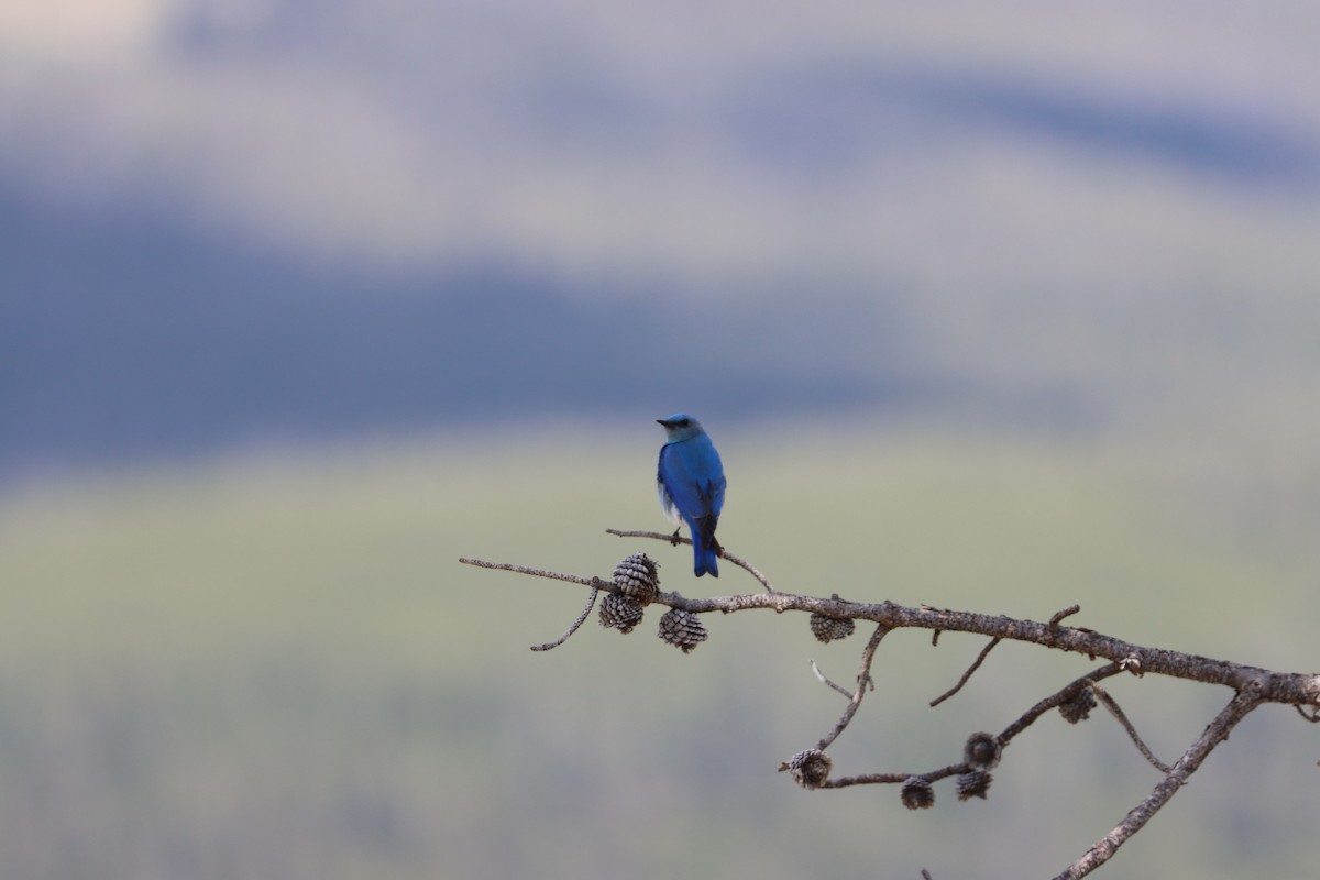 Mountain Bluebird - ML637783097