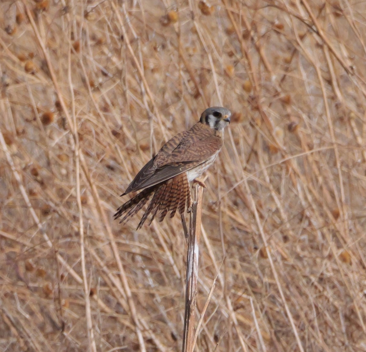 American Kestrel - ML637783101