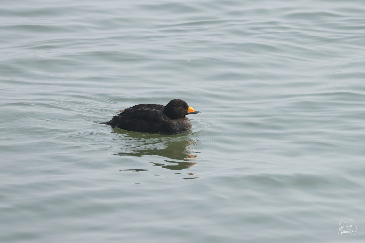 Black Scoter - ML637783103