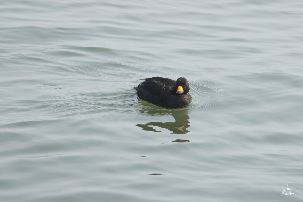 Black Scoter - ML637783105