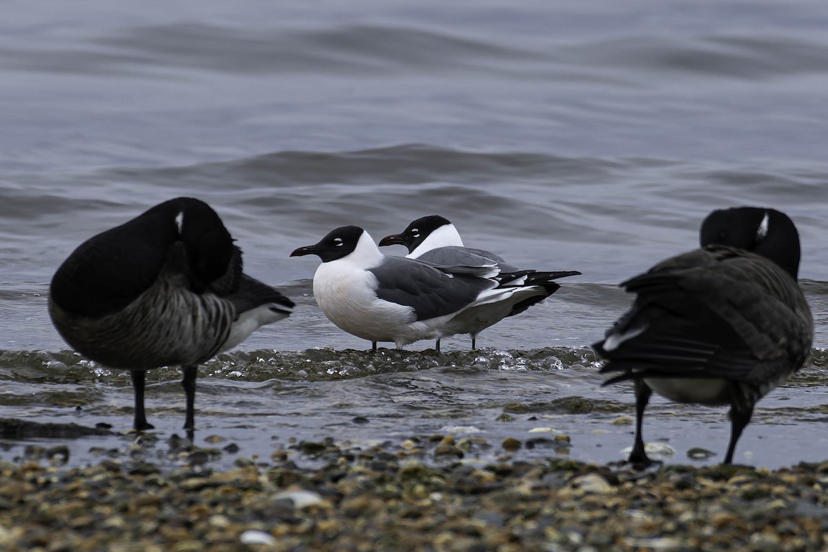 Laughing Gull - ML637783113