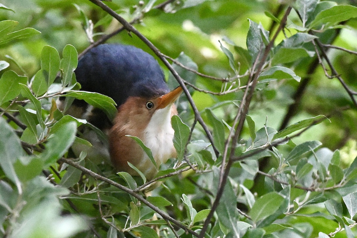 Least Bittern - ML637783117