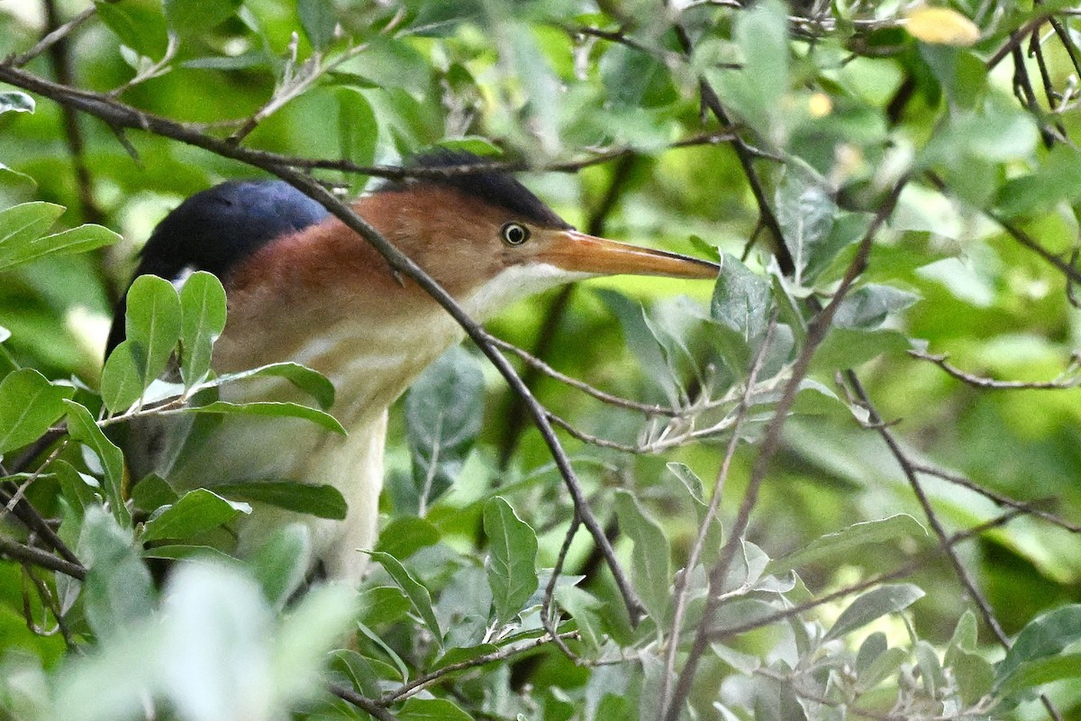 Least Bittern - ML637783118