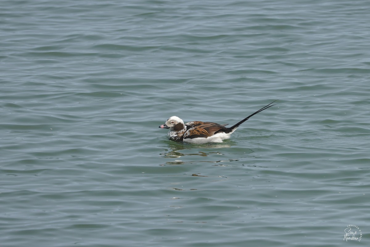 Long-tailed Duck - ML637783119