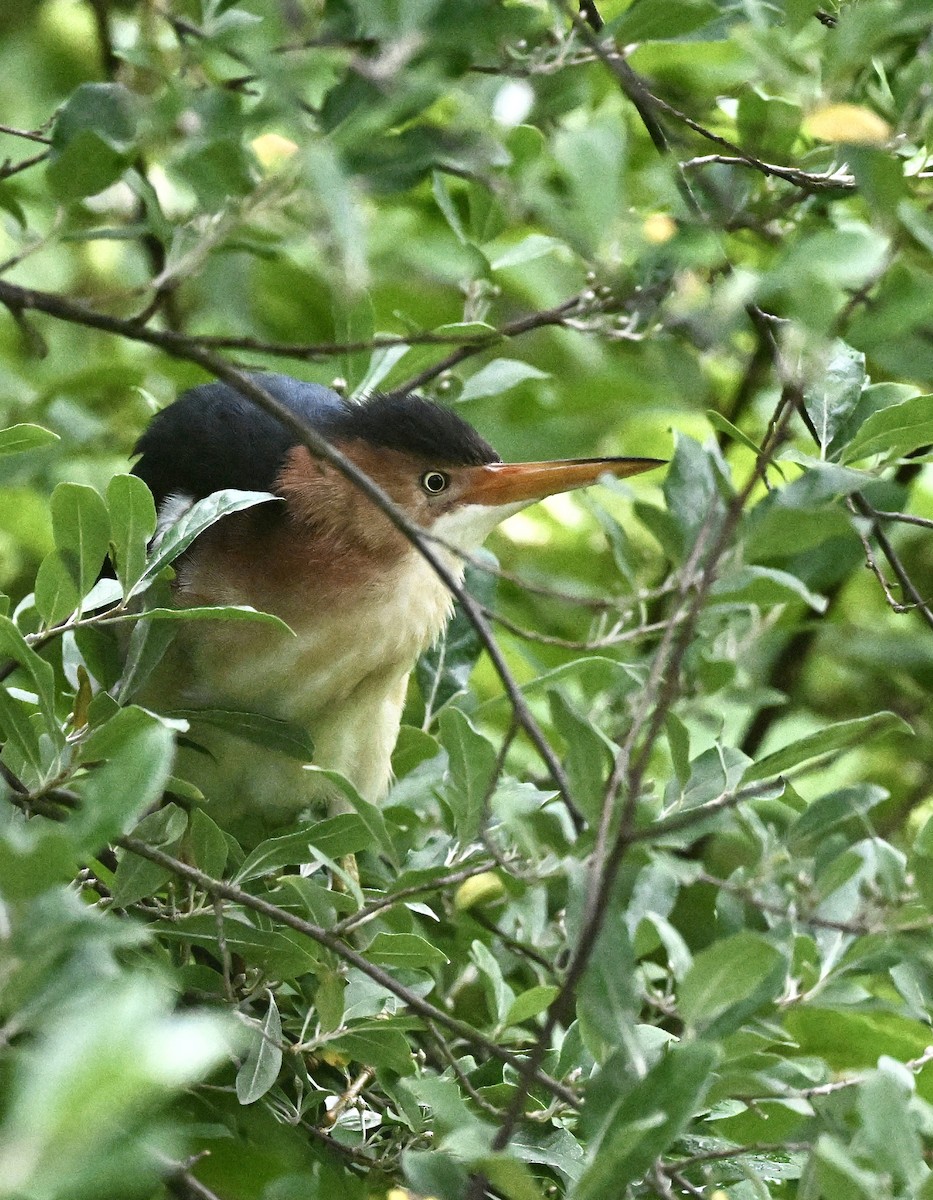 Least Bittern - ML637783121