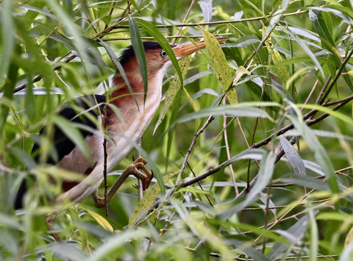 Least Bittern - ML637783122