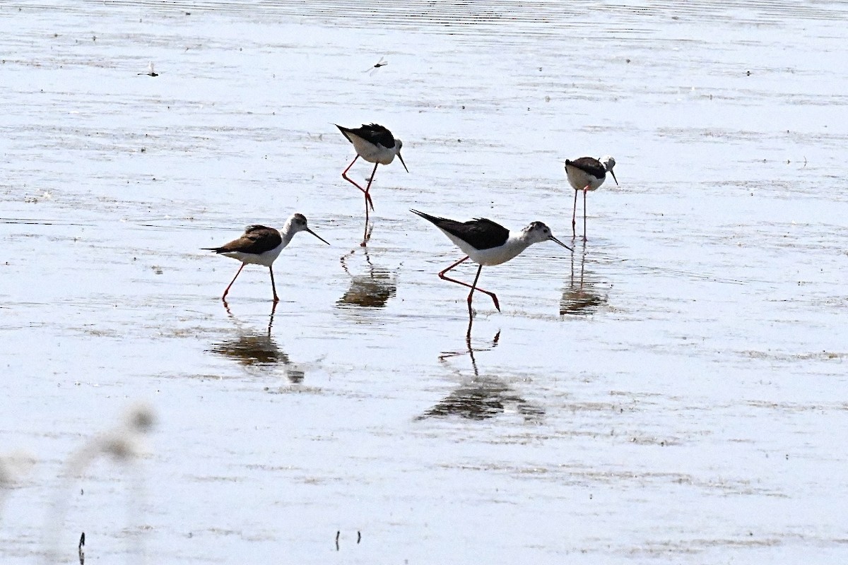 Black-winged Stilt - ML637783123