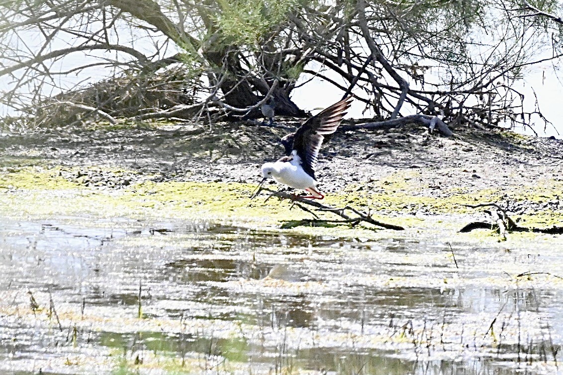 Black-winged Stilt - ML637783124