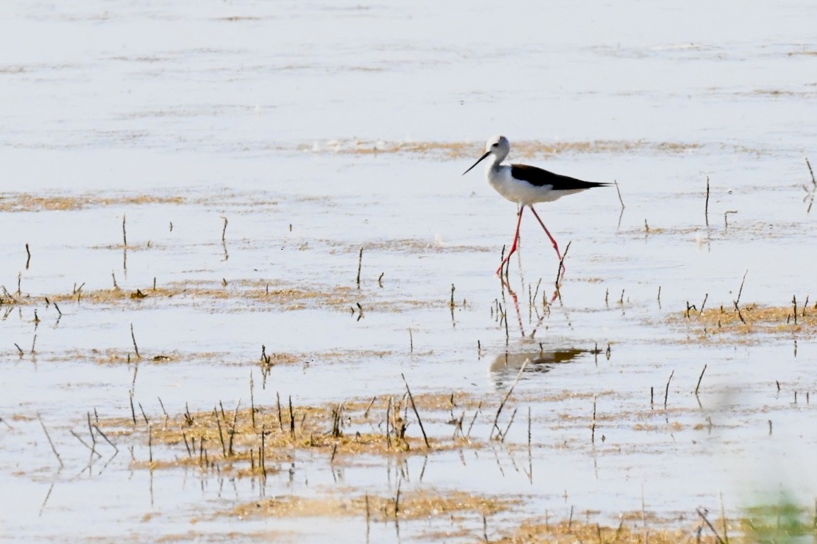 Black-winged Stilt - ML637783125