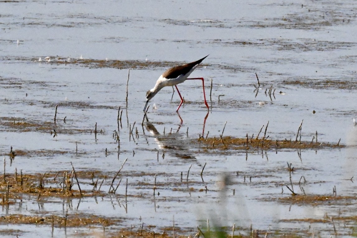 Black-winged Stilt - ML637783126