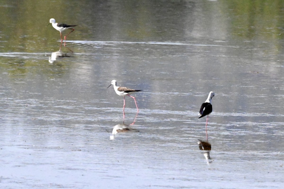 Black-winged Stilt - ML637783127