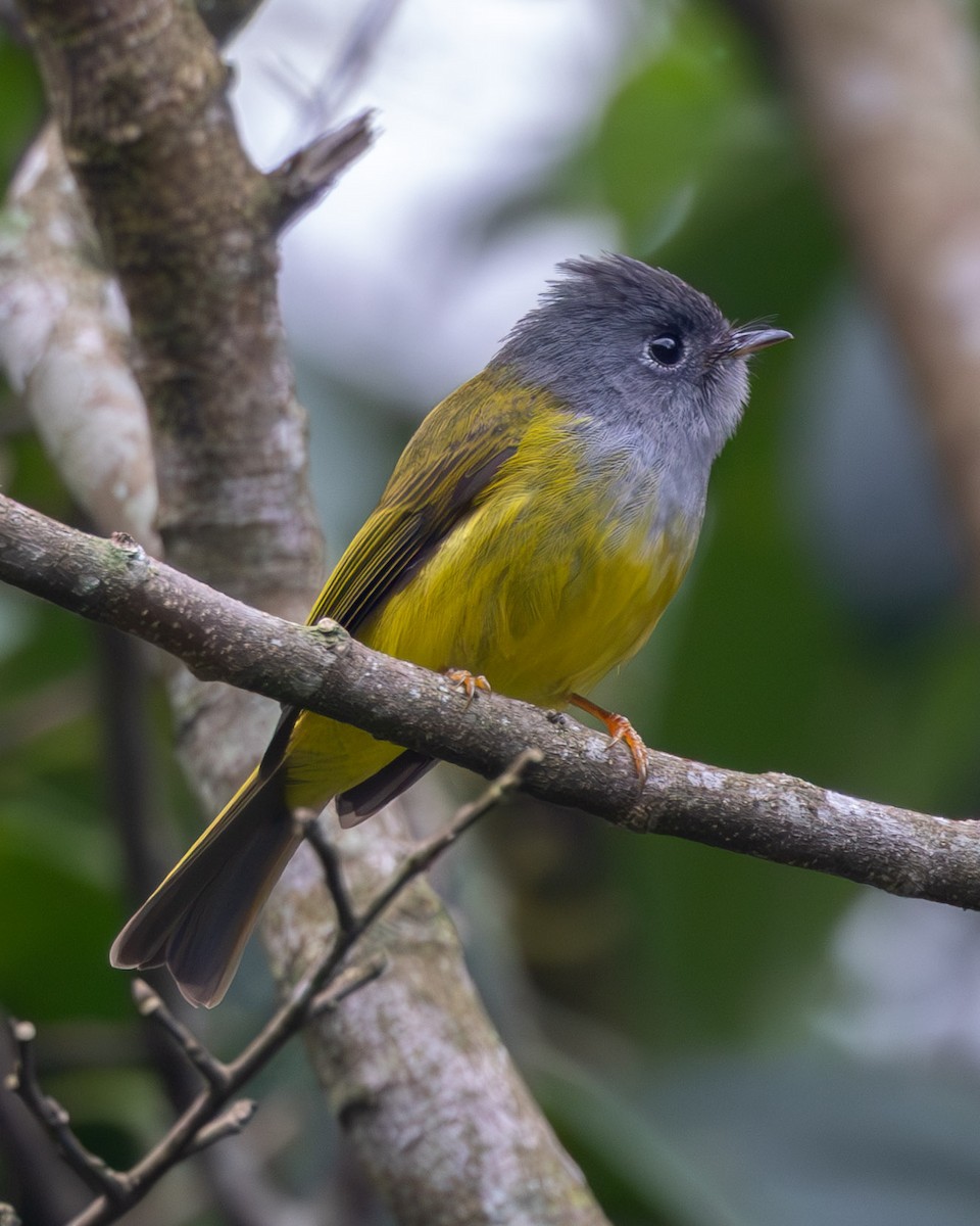 Gray-headed Canary-Flycatcher - ML637783128