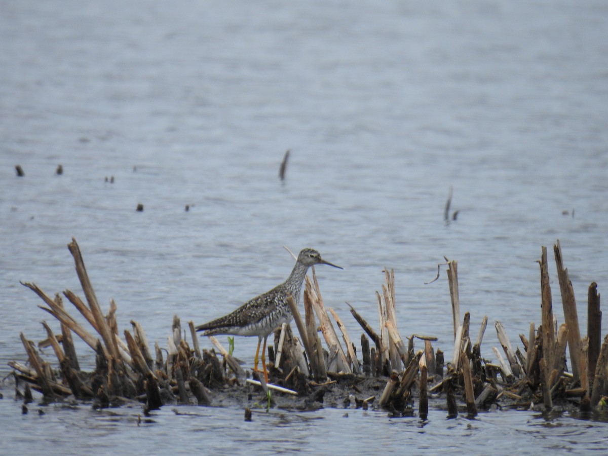 Lesser Yellowlegs - ML637783129