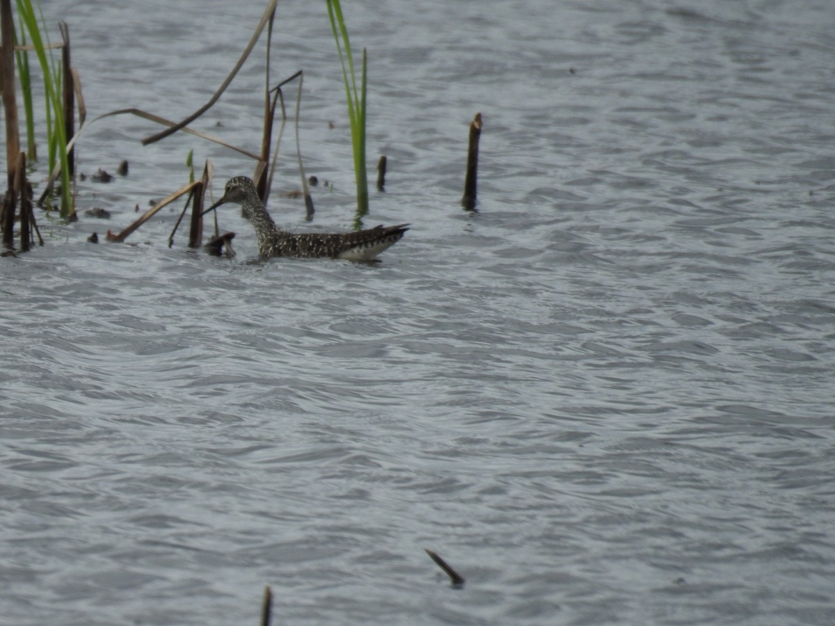 Lesser Yellowlegs - ML637783131