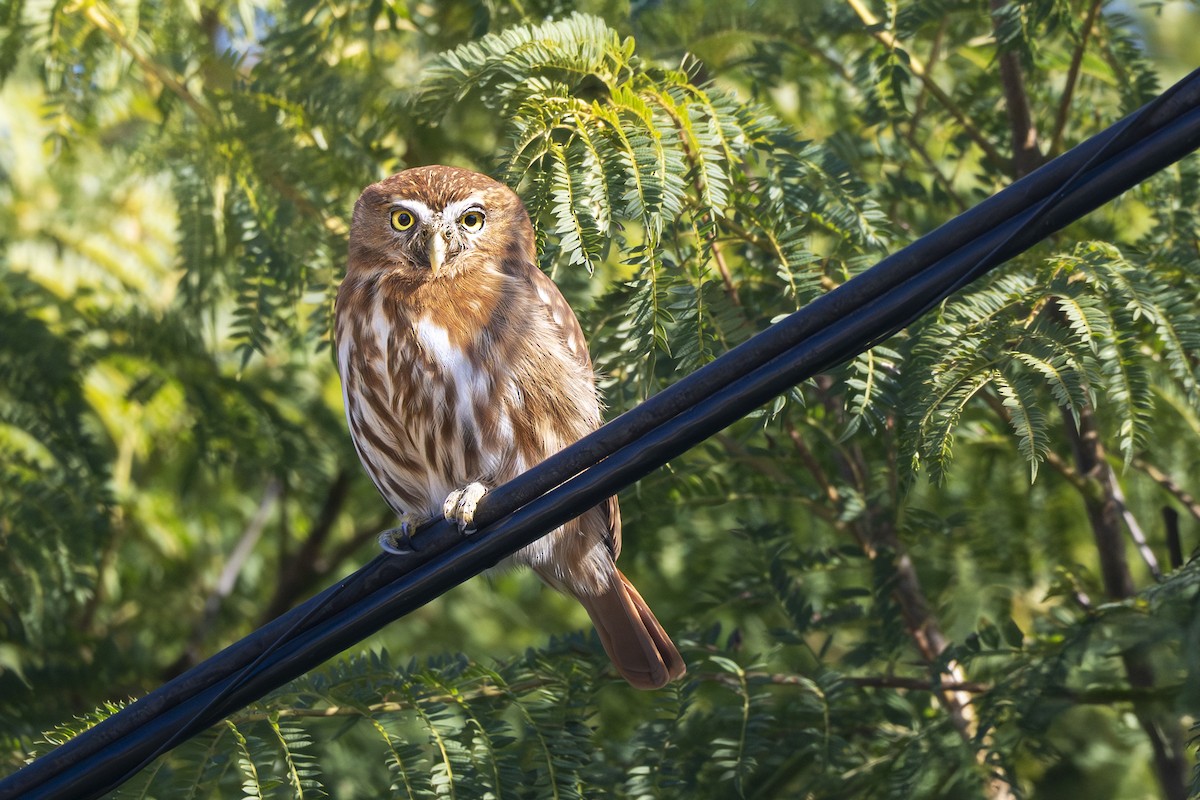 Ferruginous Pygmy-Owl - ML637783132