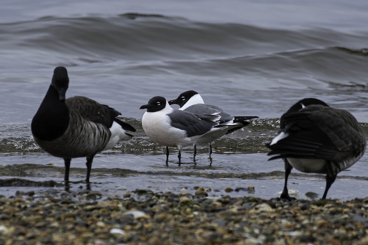 Laughing Gull - ML637783140