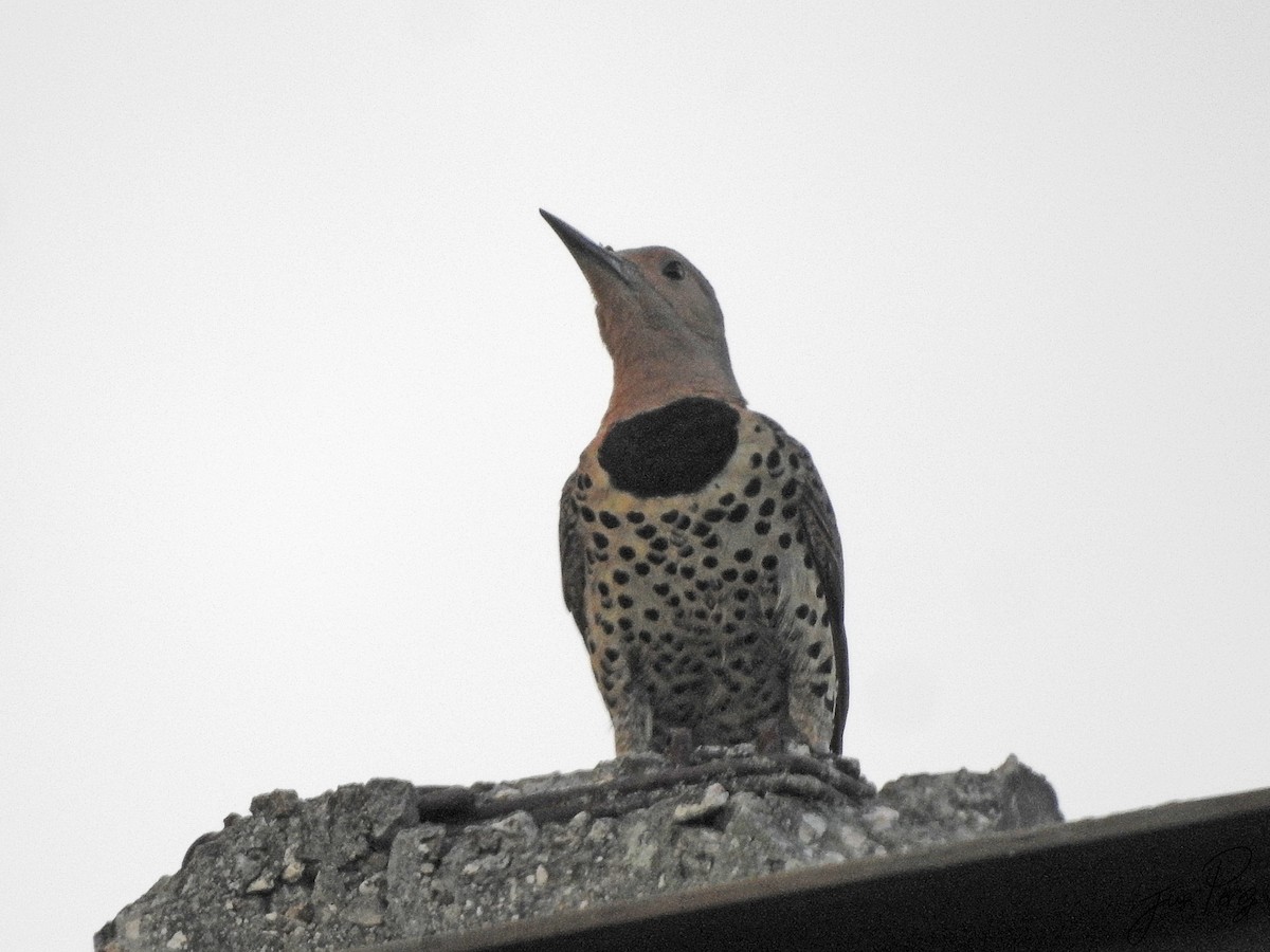 Northern Flicker - ML637783141