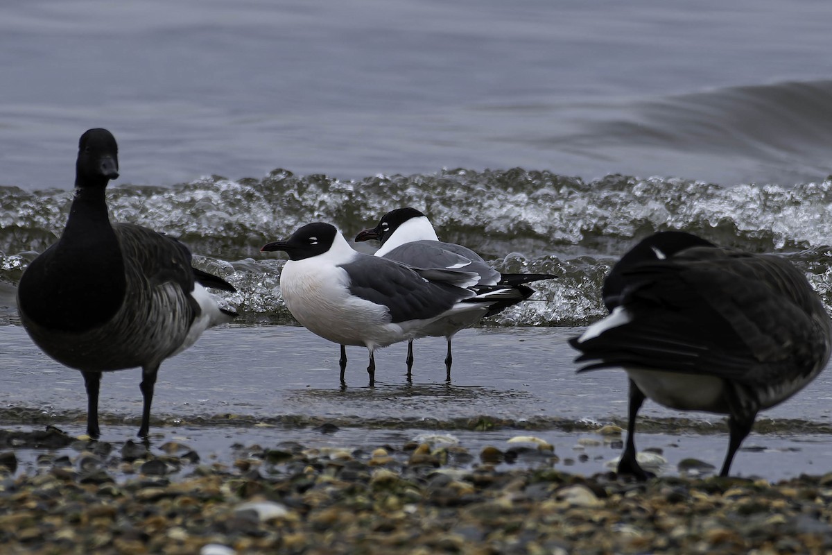 Laughing Gull - ML637783142