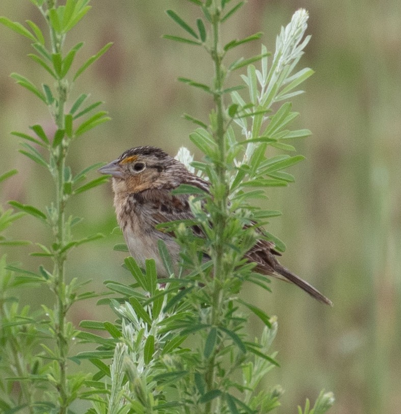 Grasshopper Sparrow - ML637783148