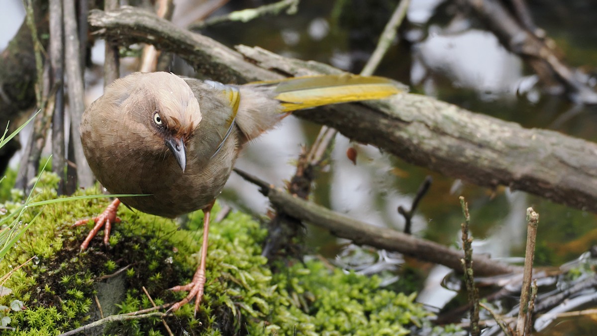 Elliot's Laughingthrush - ML637783149