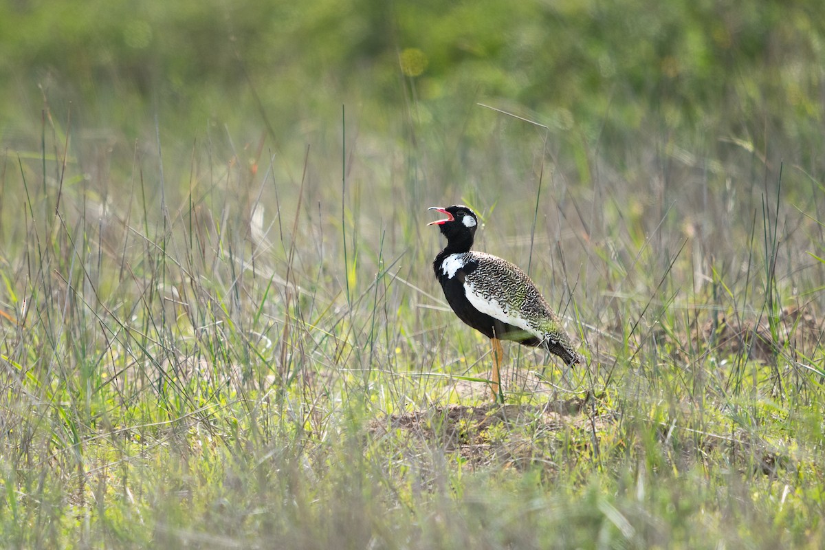 Black Bustard - ML637783152