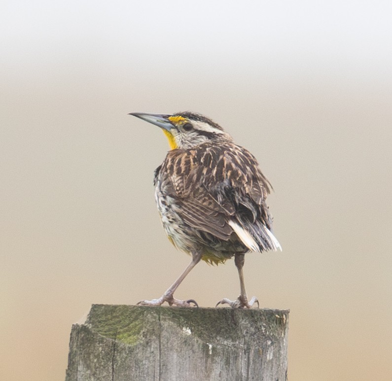 Eastern Meadowlark - ML637783157