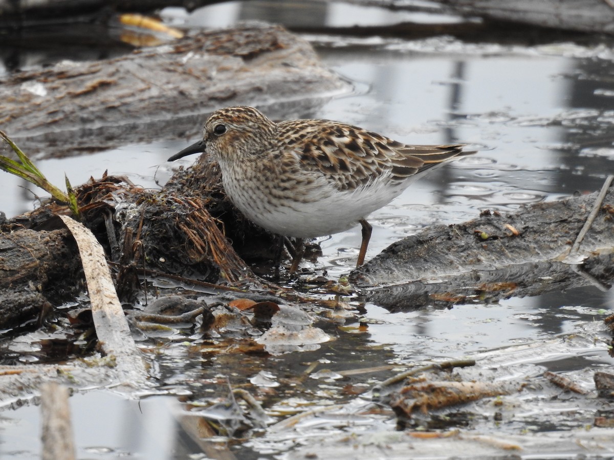 Least Sandpiper - ML637783161